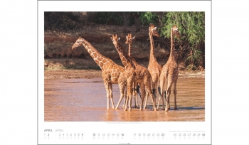 AFRICAN WILDLIFE 2023