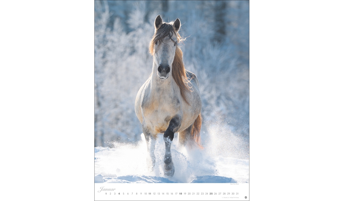 advertising calendar: Horses Classics Poster Calendar 2026