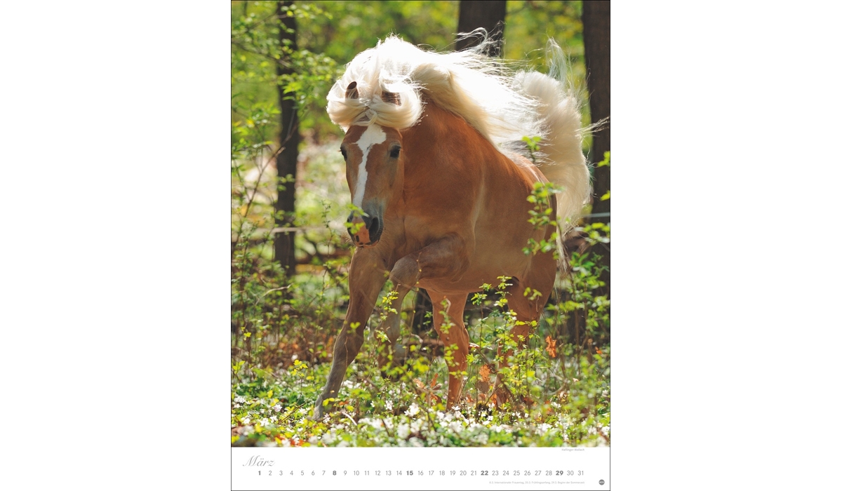 advertising calendar: Horses Classics Poster Calendar 2026