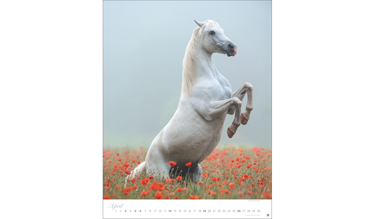 advertising calendar: Horses Classics Poster Calendar 2026