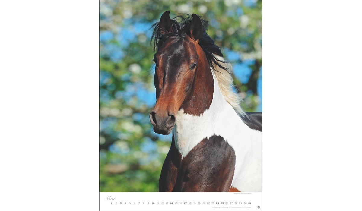 advertising calendar: Horses Classics Poster Calendar 2026