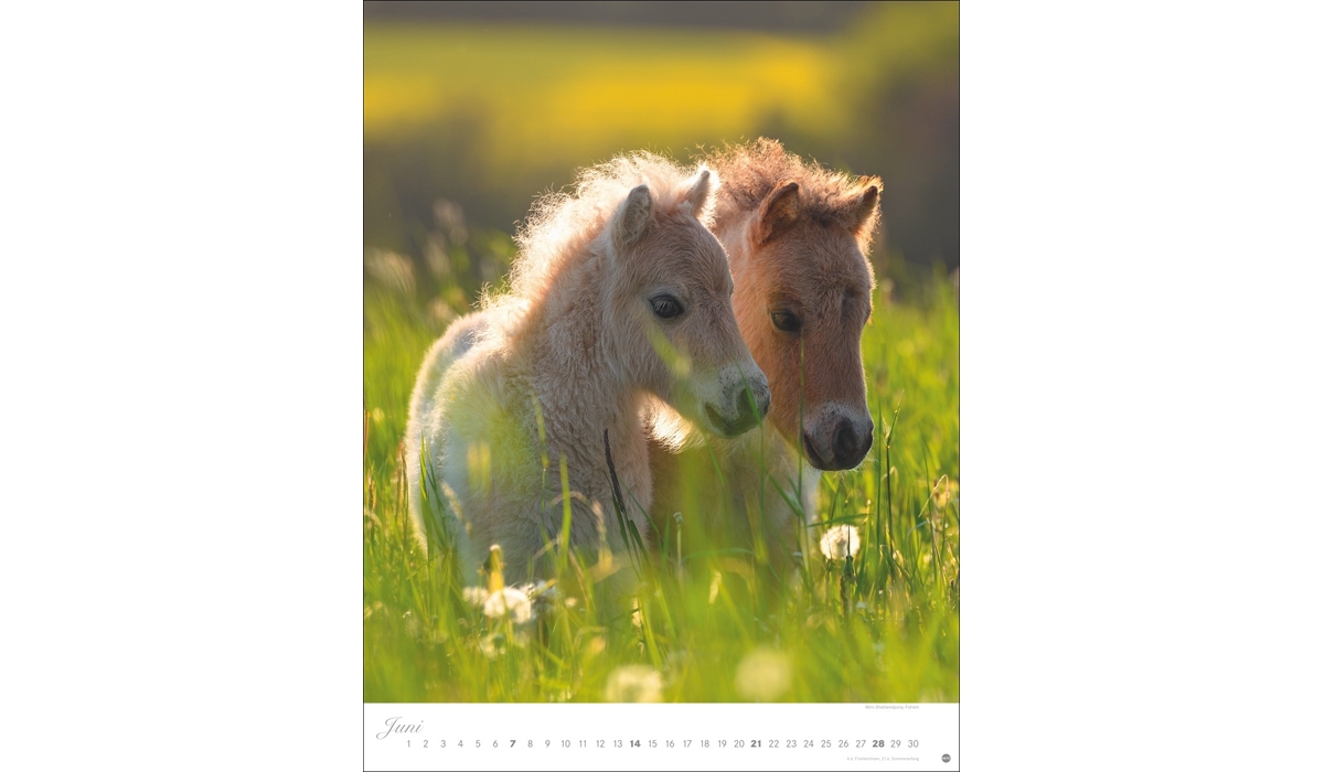 advertising calendar: Horses Classics Poster Calendar 2026