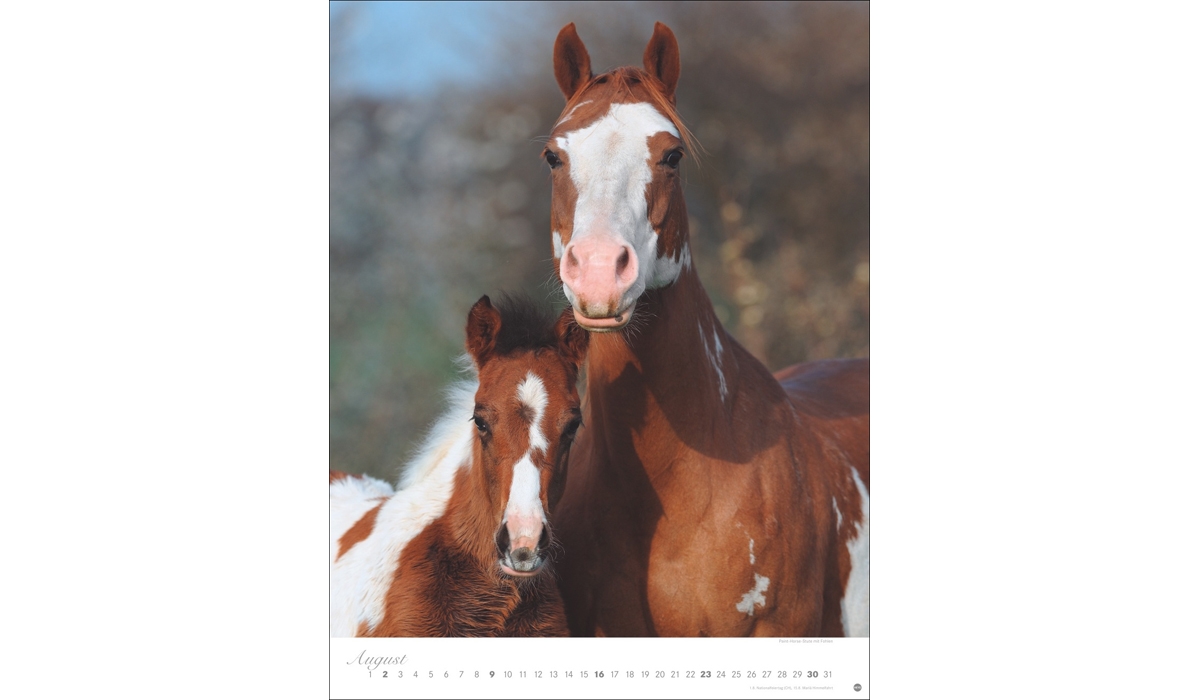advertising calendar: Horses Classics Poster Calendar 2026