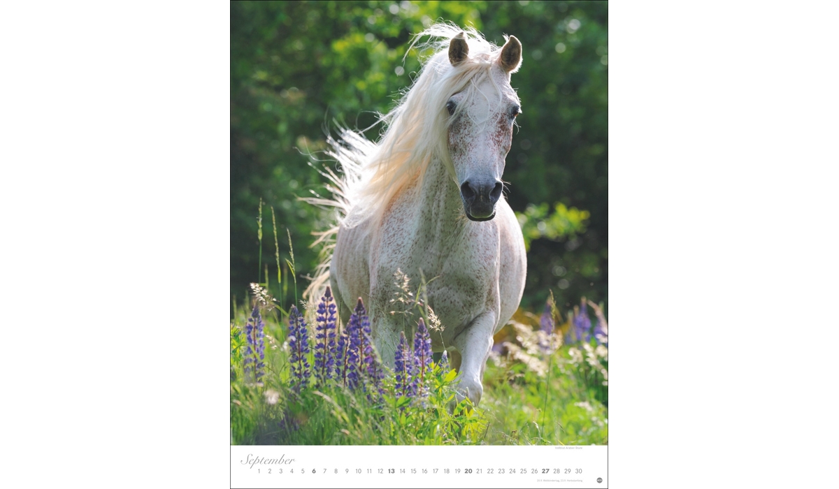 advertising calendar: Horses Classics Poster Calendar 2026