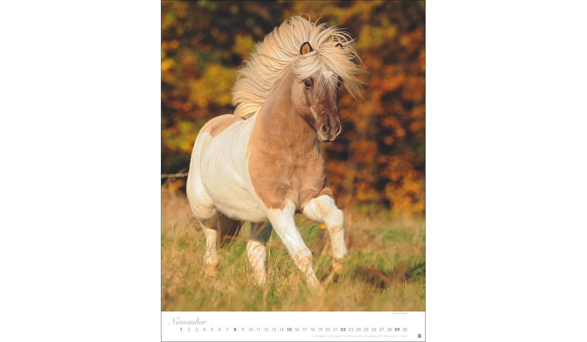 advertising calendar: Horses Classics Poster Calendar 2026