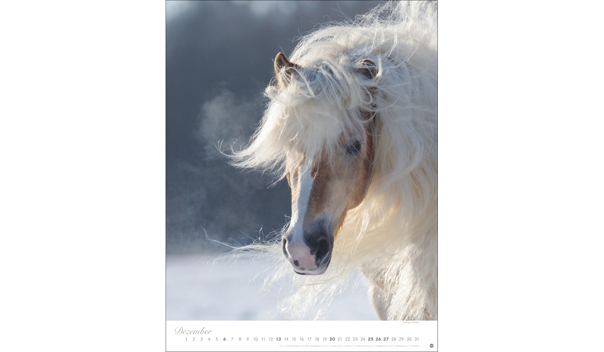 advertising calendar: Horses Classics Poster Calendar 2026