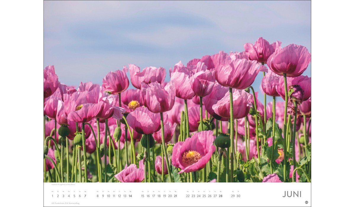 advertising calendar: Sea of flower poster calendar 2026