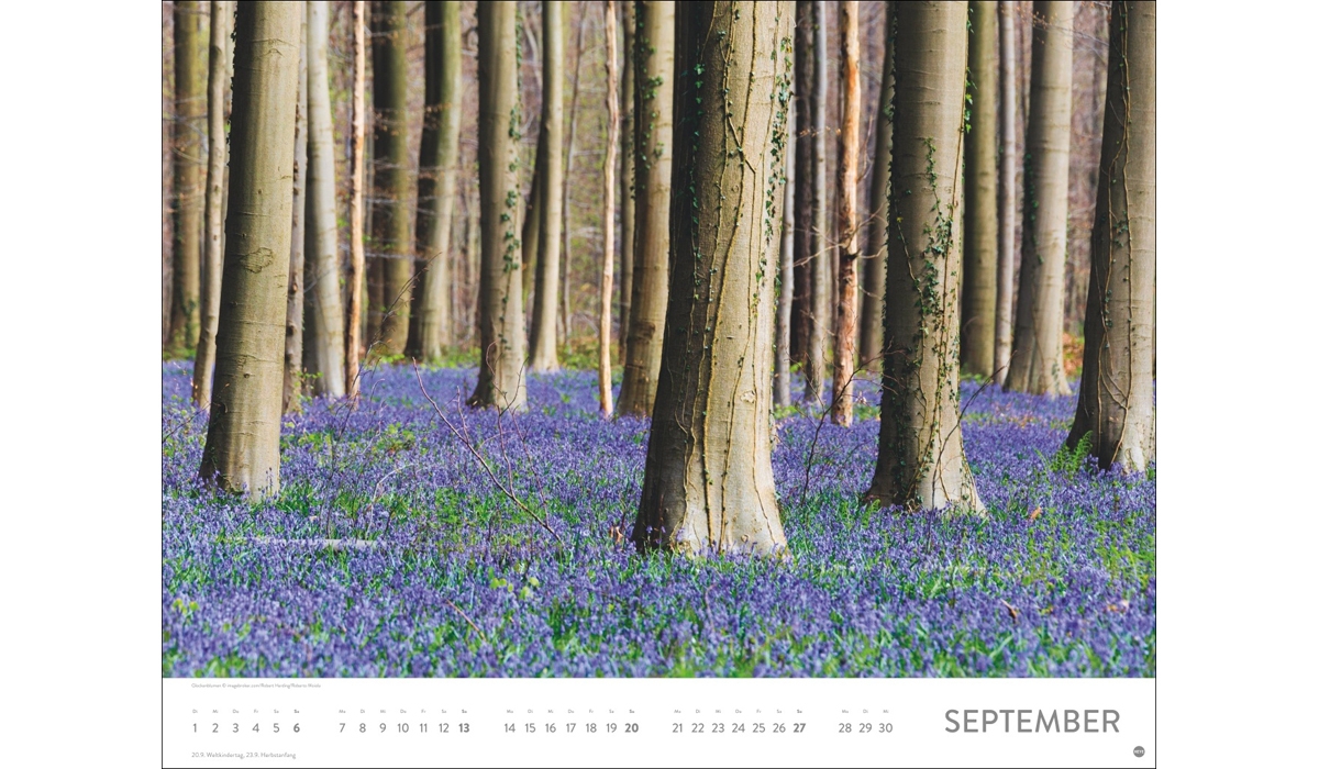 advertising calendar: Sea of flower poster calendar 2026