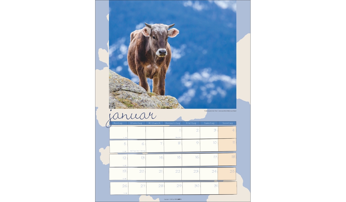advertising calendar: Cow Calendar 2026