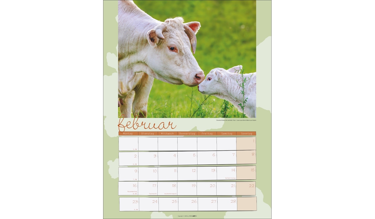 advertising calendar: Cow Calendar 2026