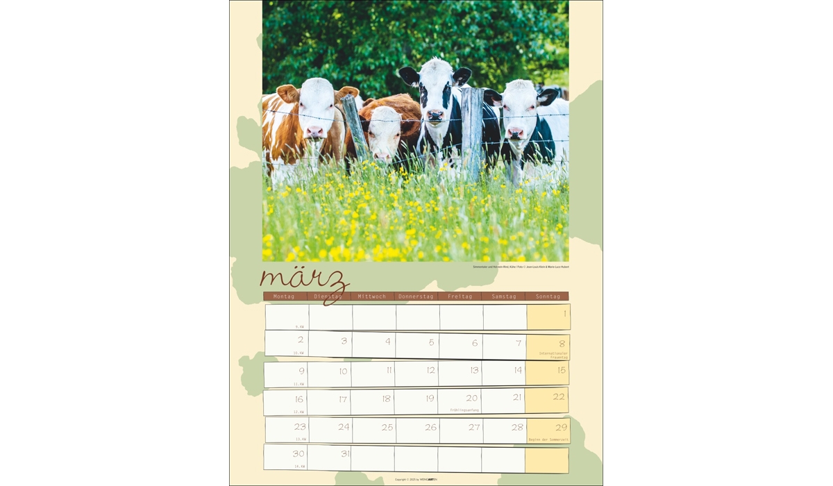 advertising calendar: Cow Calendar 2026