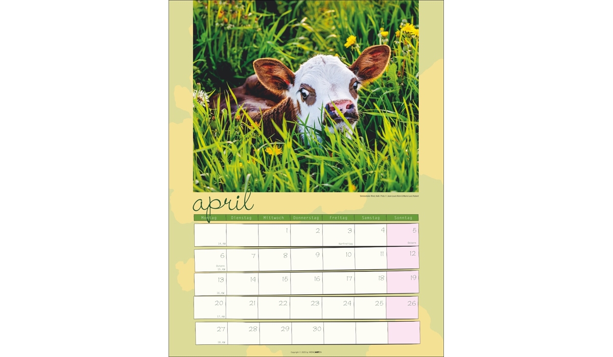 advertising calendar: Cow Calendar 2026