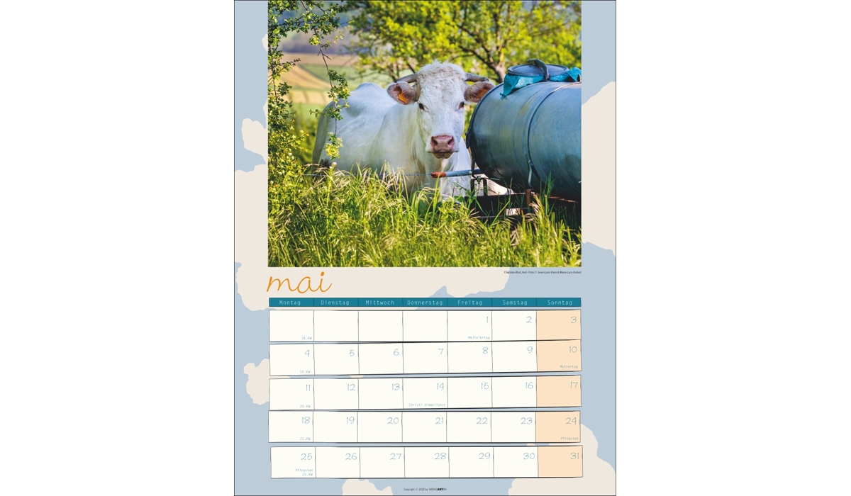 advertising calendar: Cow Calendar 2026