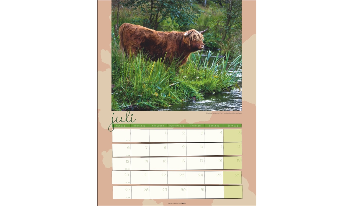 advertising calendar: Cow Calendar 2026