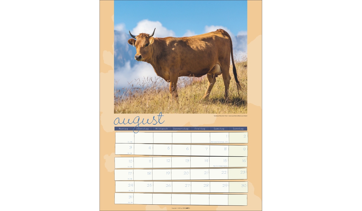 advertising calendar: Cow Calendar 2026