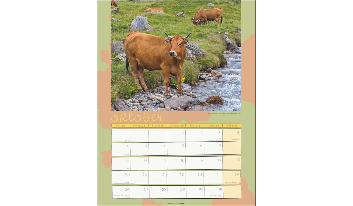 advertising calendar: Cow Calendar 2026