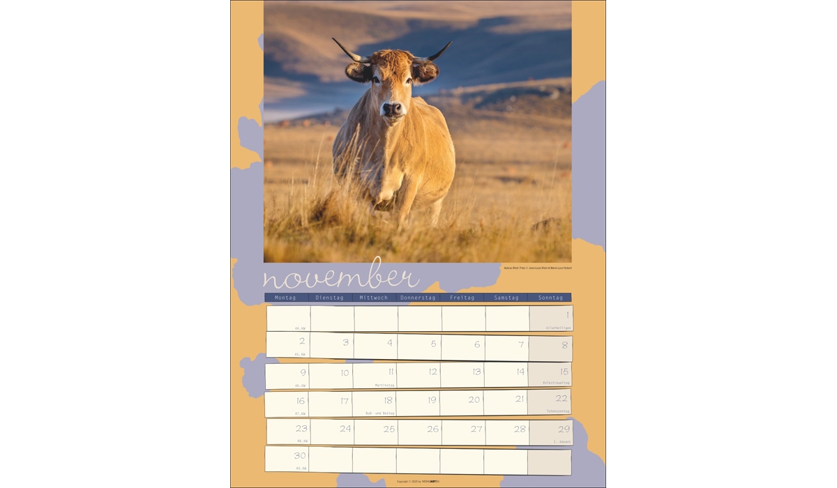 advertising calendar: Cow Calendar 2026