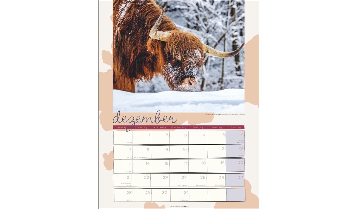 advertising calendar: Cow Calendar 2026