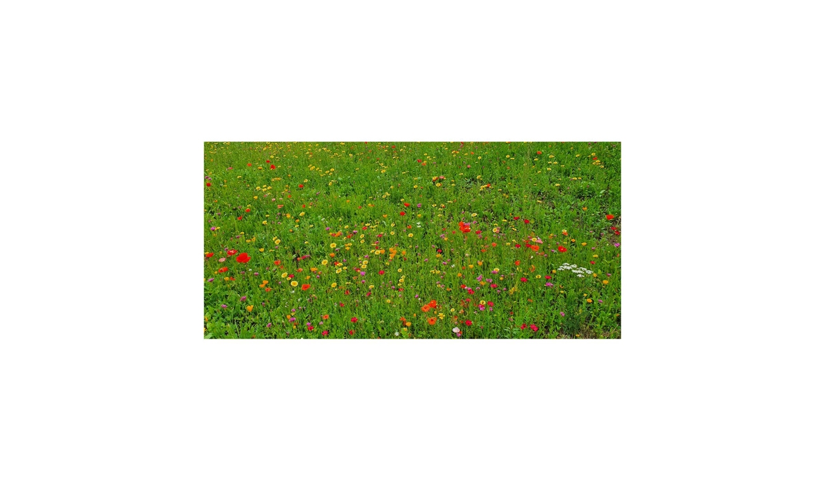 Bienenweide im Oster-Eierkarton Blumen