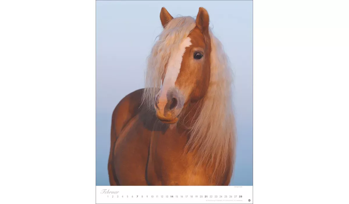 Heye Pferde Classics Posterkalender 2027