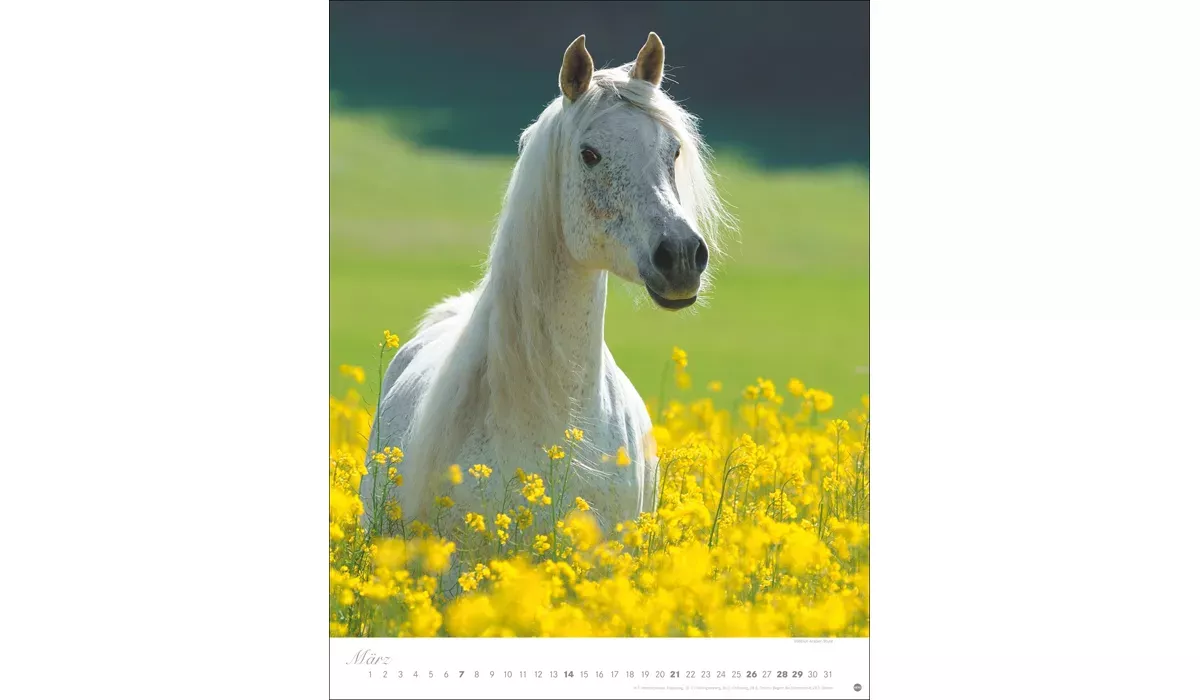 Heye Pferde Classics Posterkalender 2027