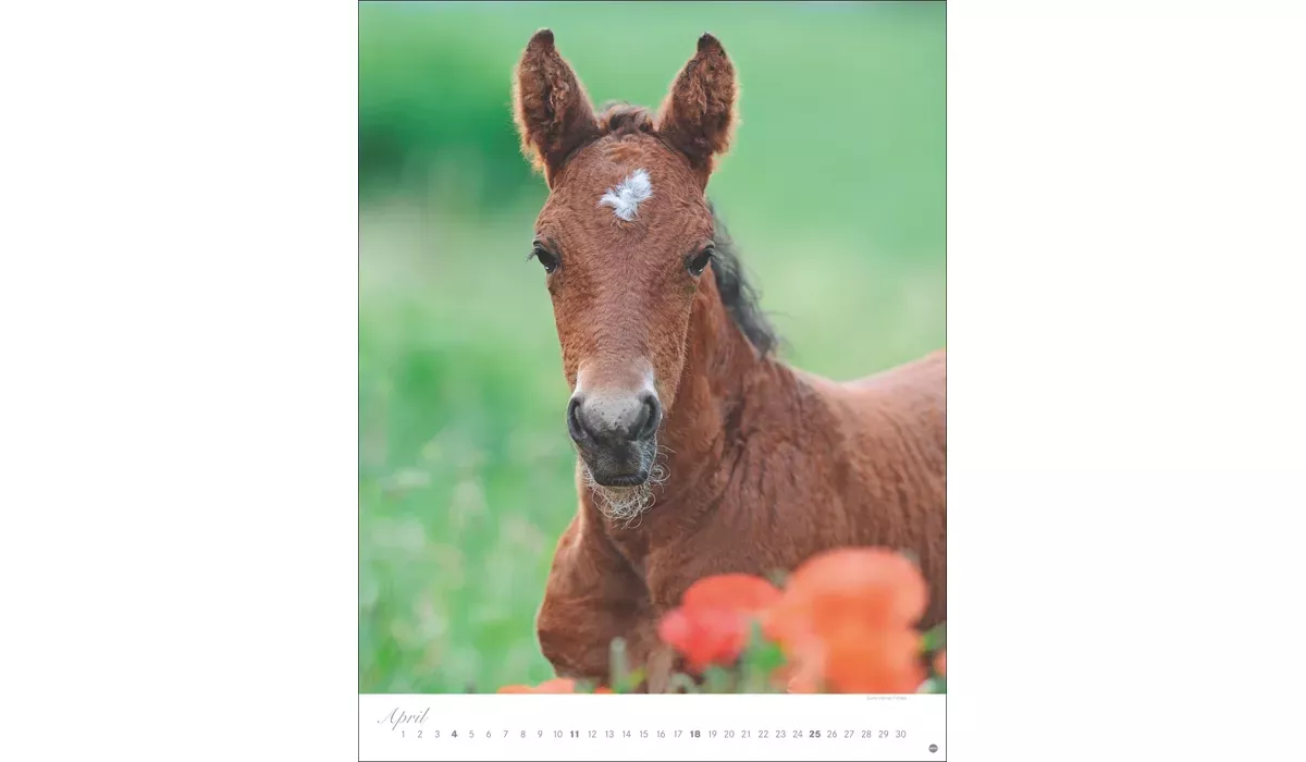 Heye Pferde Classics Posterkalender 2027