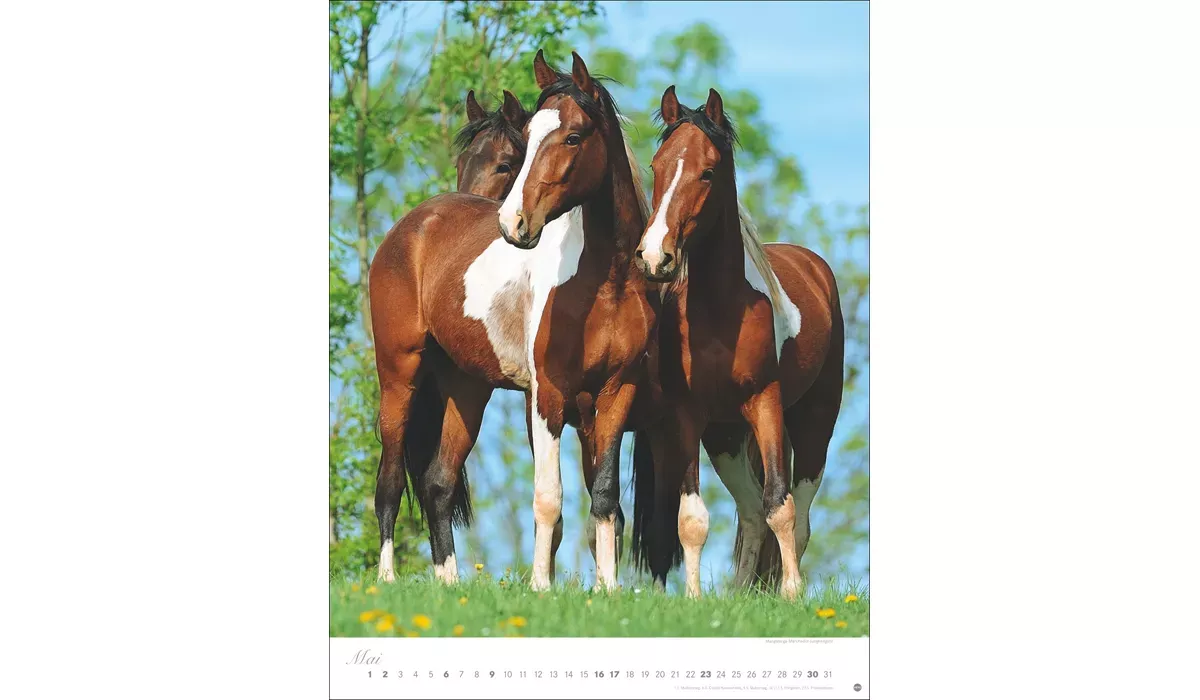 Heye Pferde Classics Posterkalender 2027