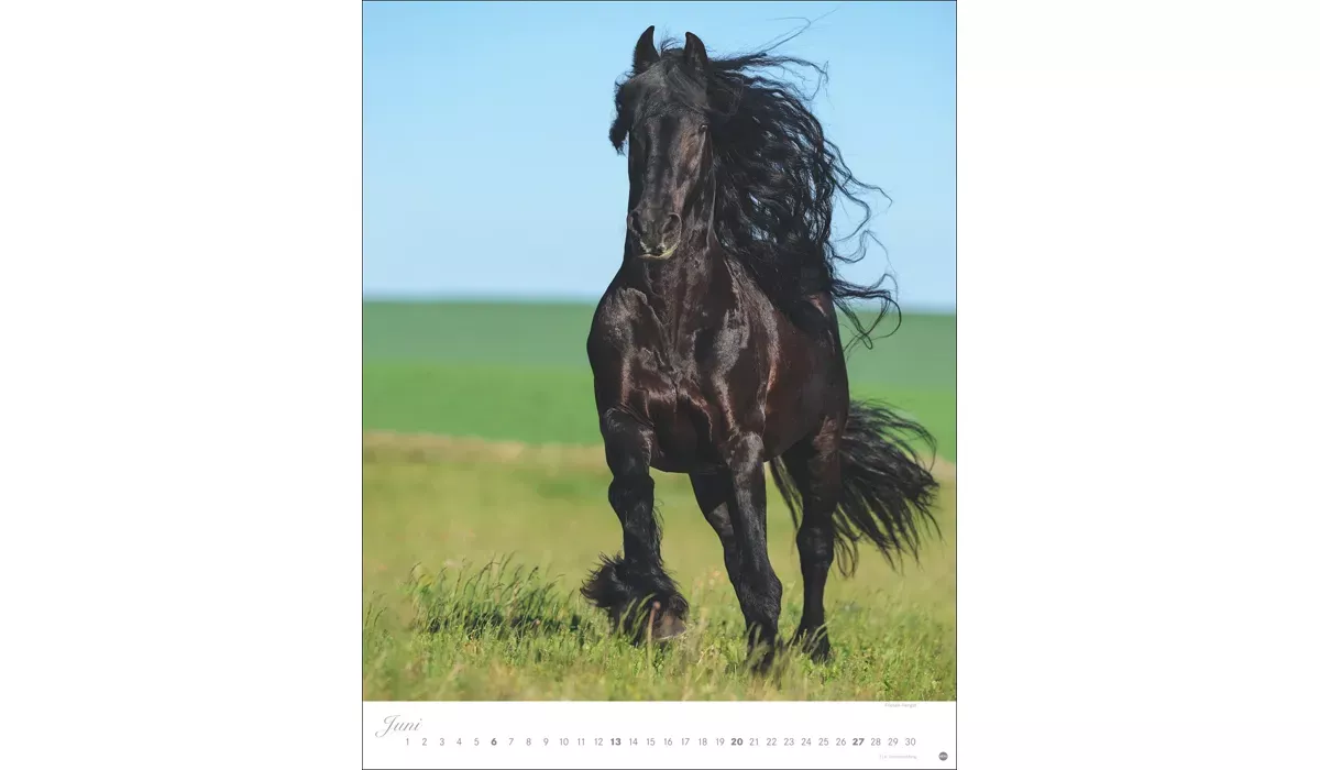 Heye Pferde Classics Posterkalender 2027