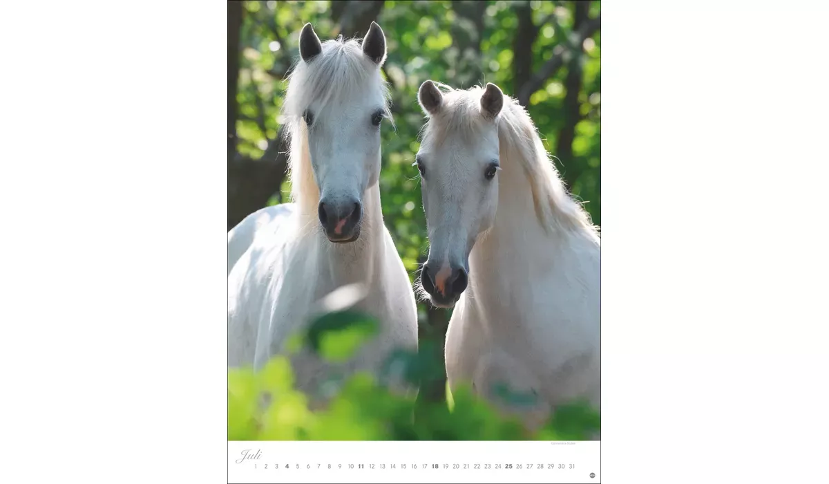 Heye Pferde Classics Posterkalender 2027