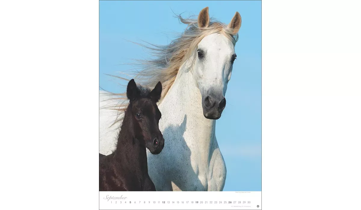 Heye Pferde Classics Posterkalender 2027