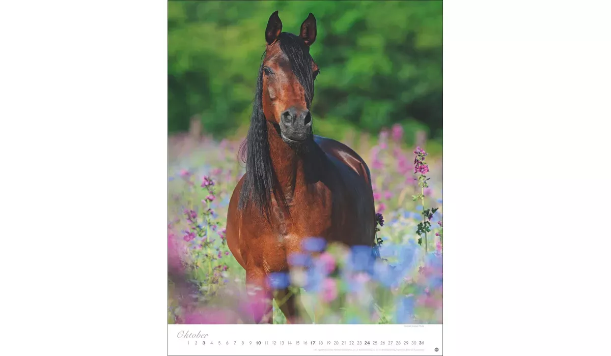 Heye Pferde Classics Posterkalender 2027