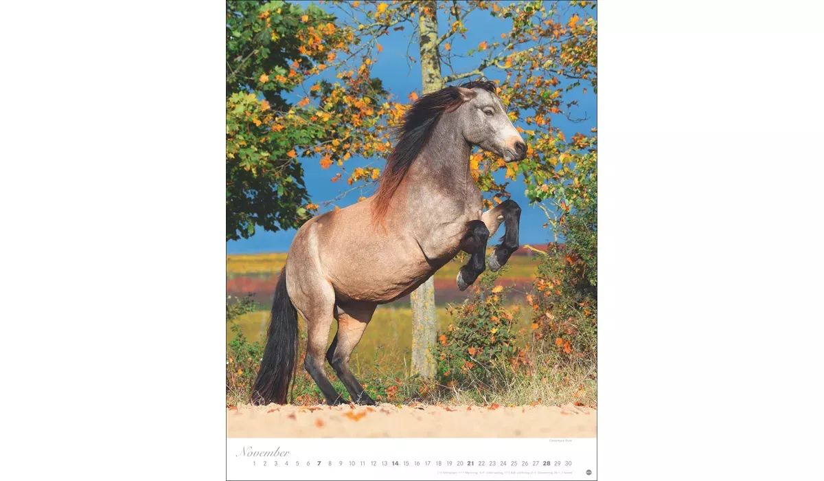 Heye Pferde Classics Posterkalender 2027