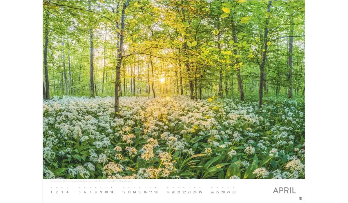 Heye Sonnenzauber Posterkalender 2027