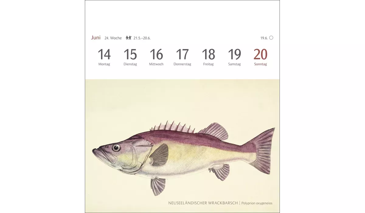 advertising calendar: Fish postcard calendar 2027