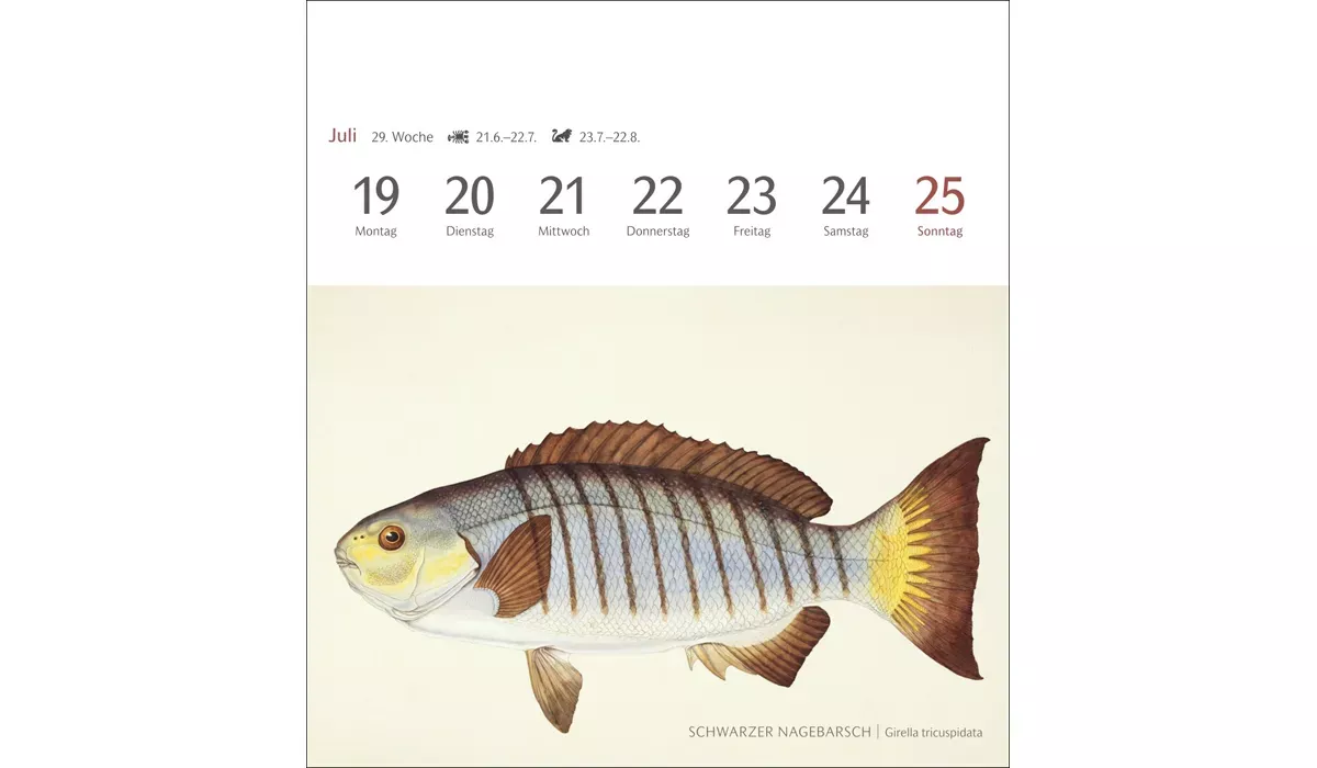 advertising calendar: Fish postcard calendar 2027