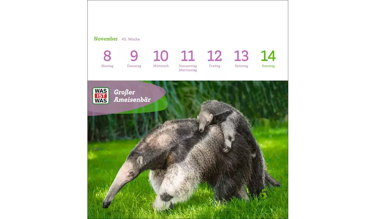 advertising calendar: WHAT IS WHAT genius animals postcard calendar 2027