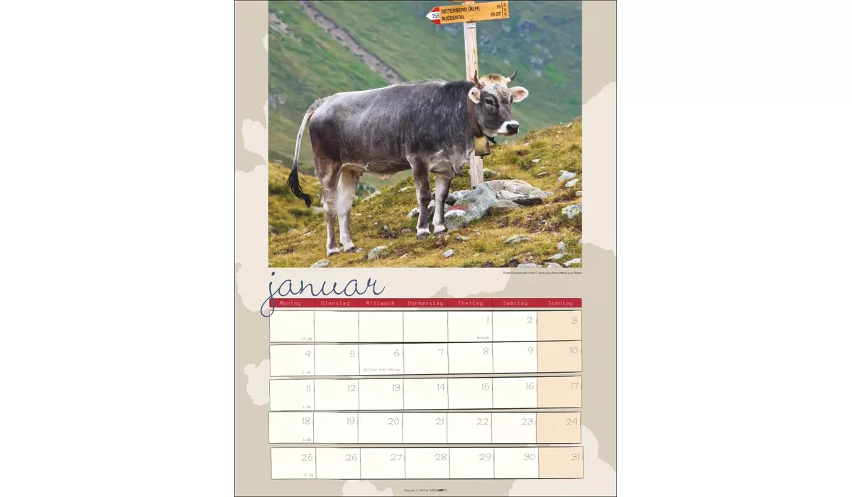 advertising calendar: Cow Calendar 2027
