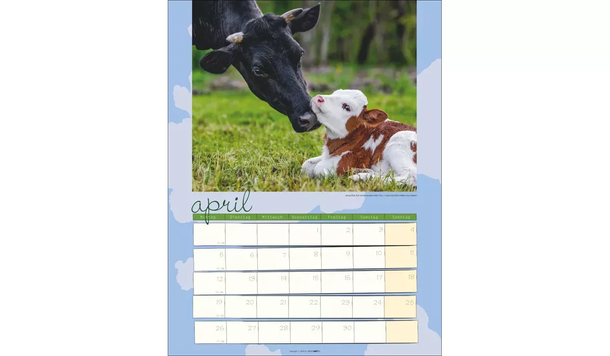 advertising calendar: Cow Calendar 2027