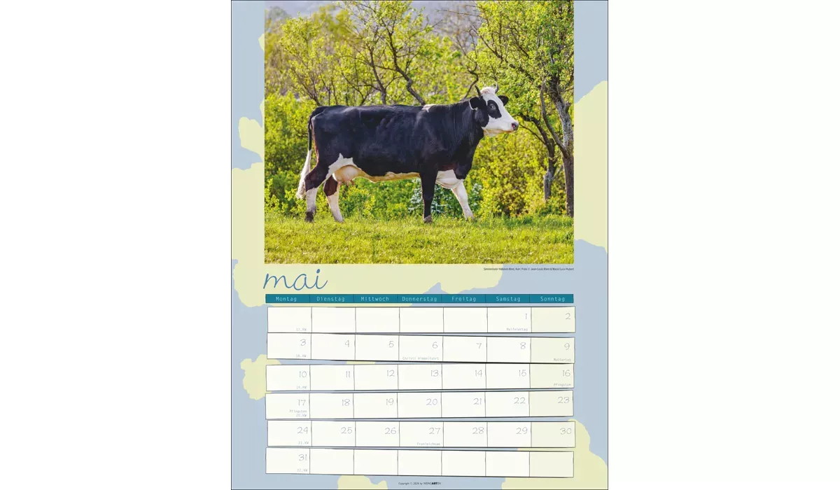 advertising calendar: Cow Calendar 2027