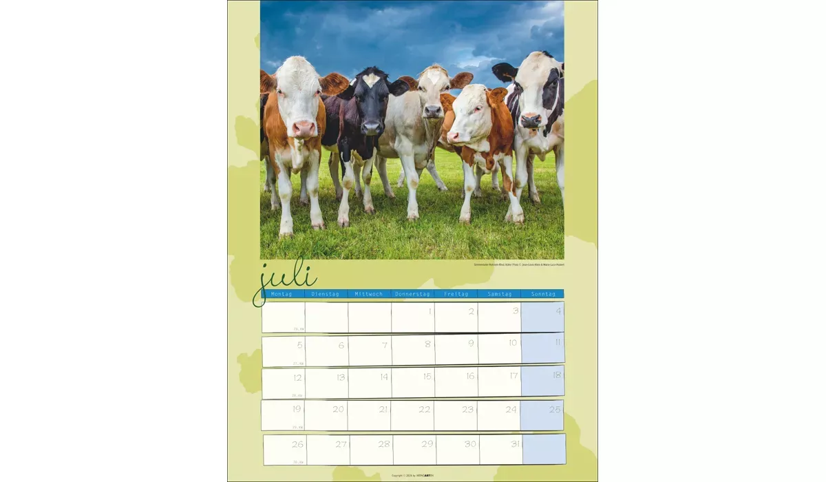advertising calendar: Cow Calendar 2027