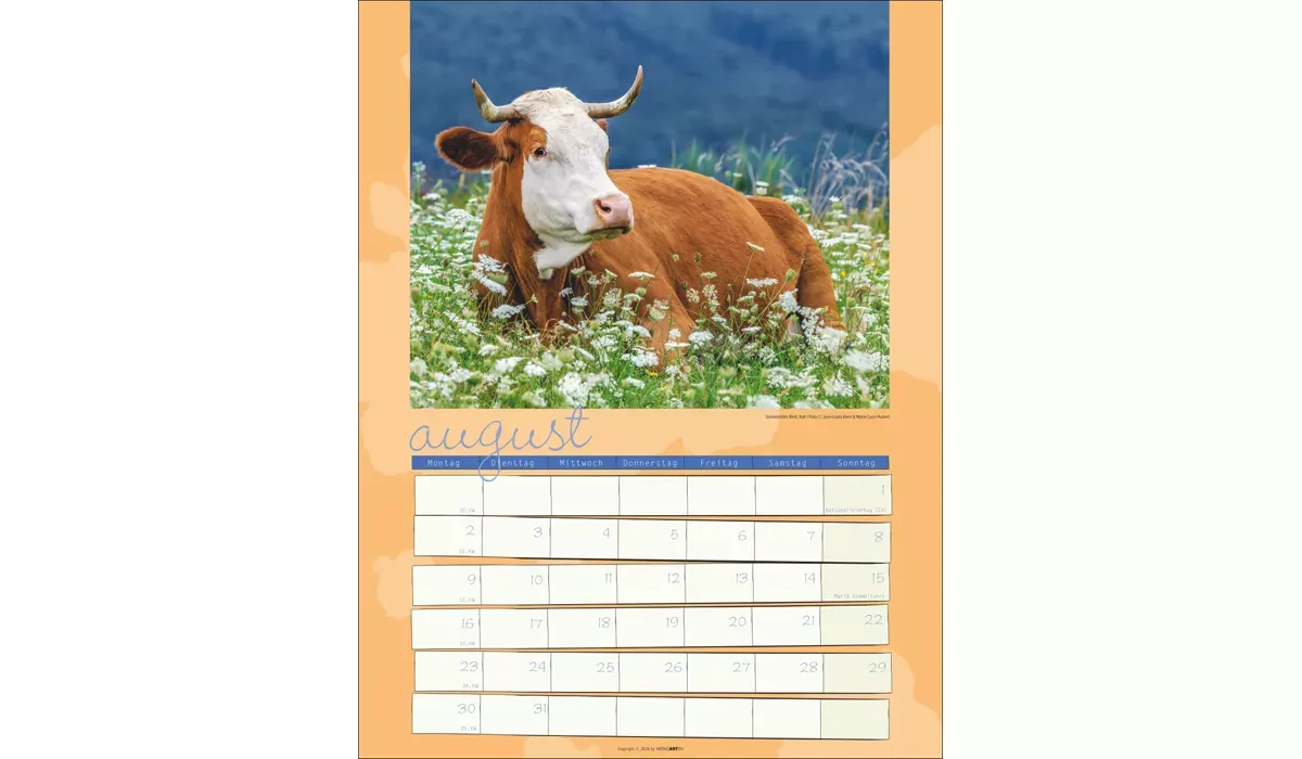 advertising calendar: Cow Calendar 2027