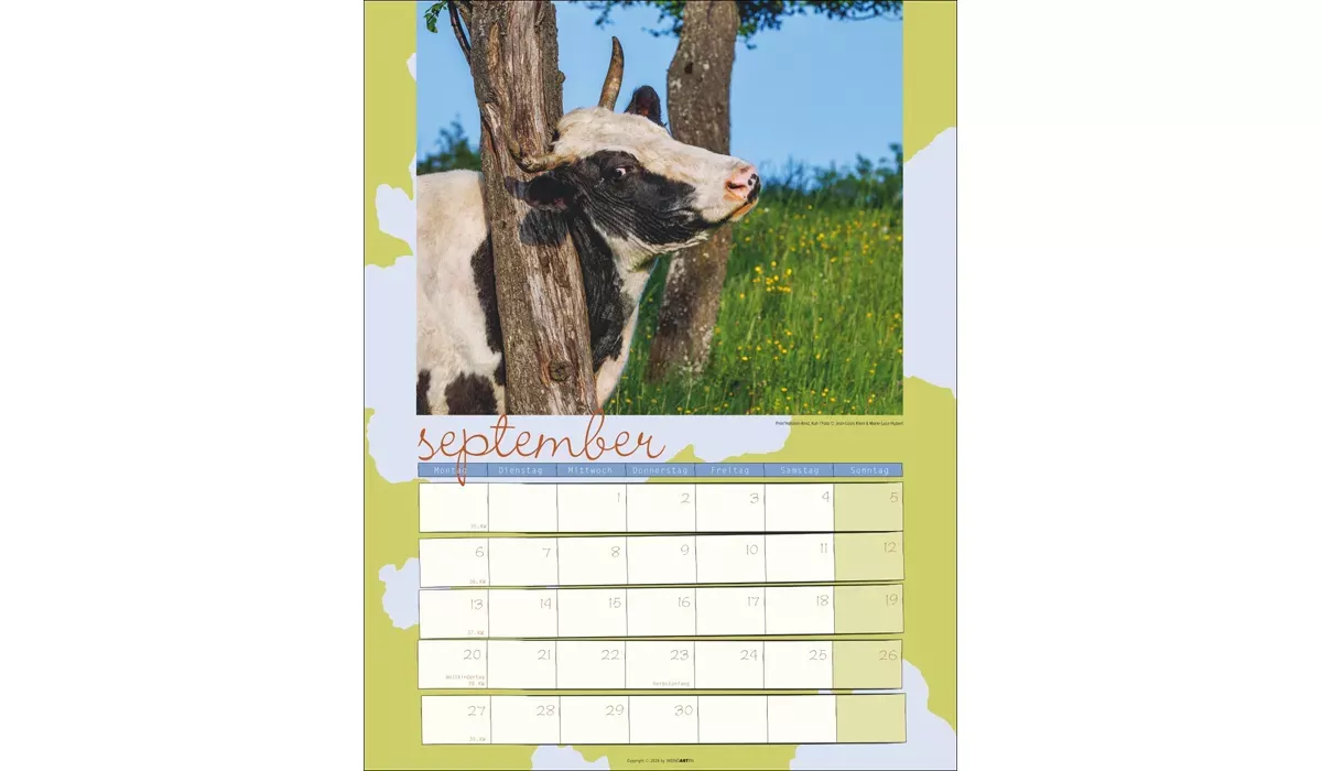 advertising calendar: Cow Calendar 2027