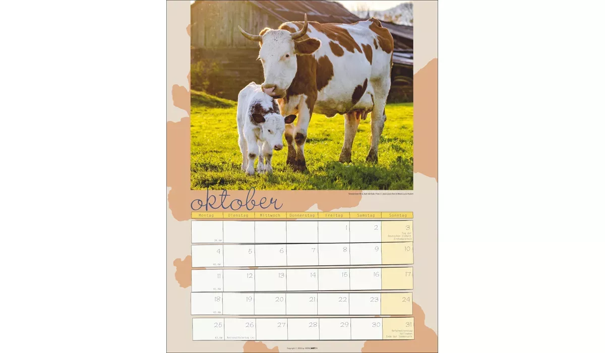 advertising calendar: Cow Calendar 2027
