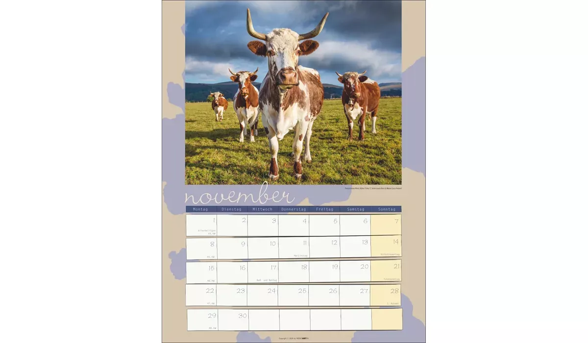 advertising calendar: Cow Calendar 2027