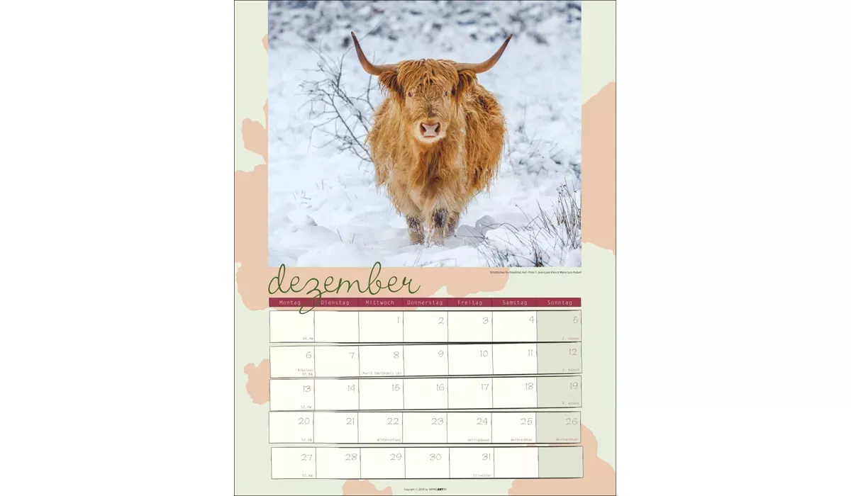 advertising calendar: Cow Calendar 2027