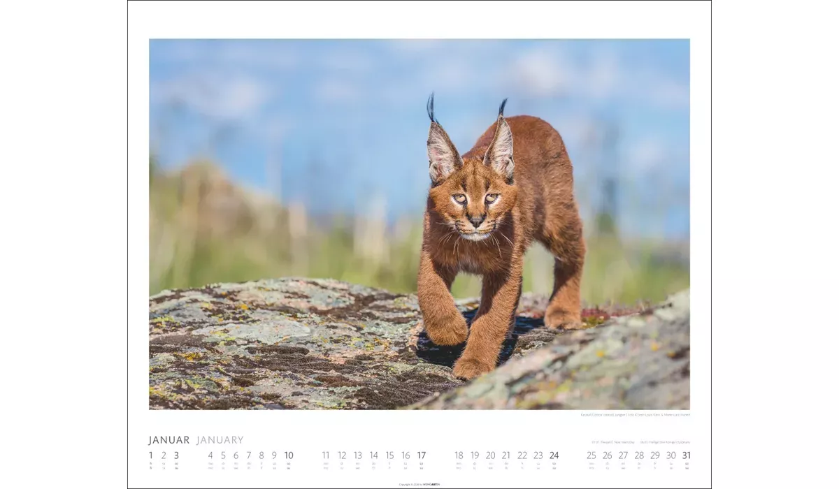 Weingarten African Wildlife Kalender 2027