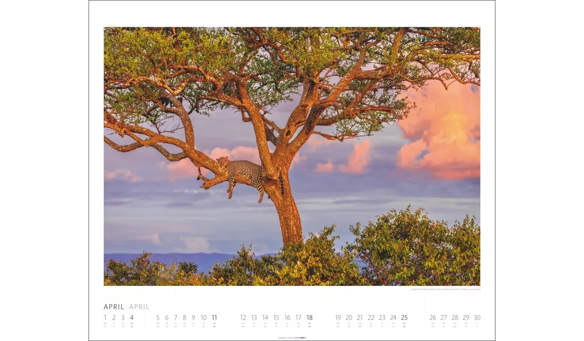 Weingarten African Wildlife Kalender 2027