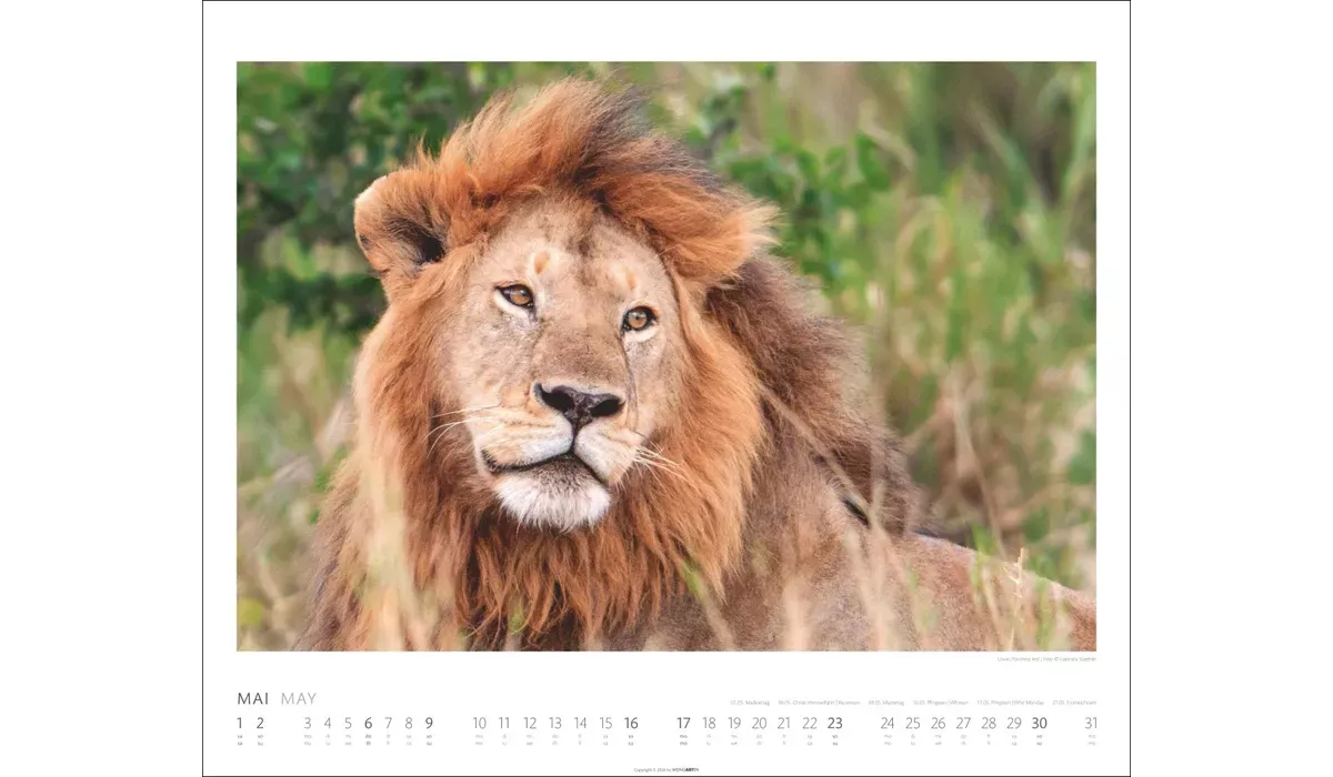 Weingarten African Wildlife Kalender 2027