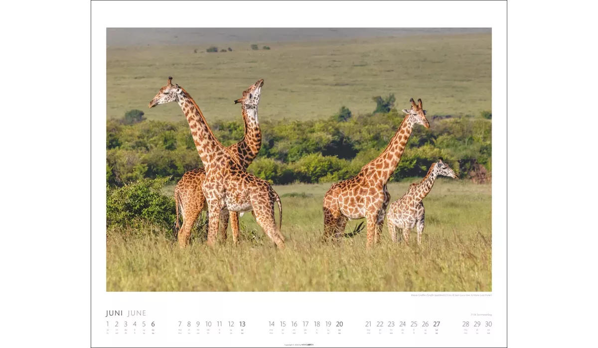 Weingarten African Wildlife Kalender 2027
