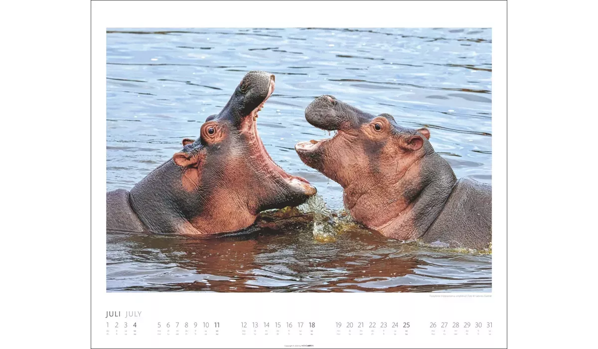 Weingarten African Wildlife Kalender 2027